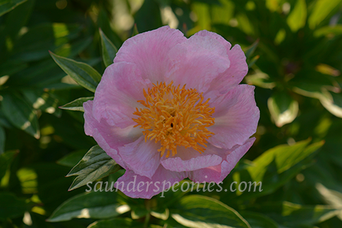 Roselette