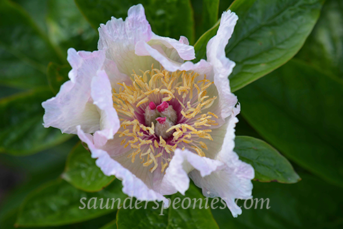 Shell Pink