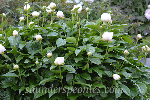 275-Early White plant