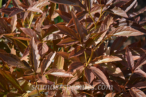 308 Solo Flight Fall Foliage