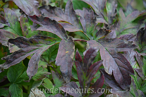 320-Tiger Tiger fall foliage