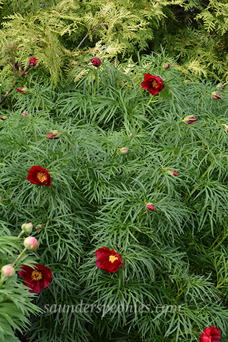 Earlybird plant