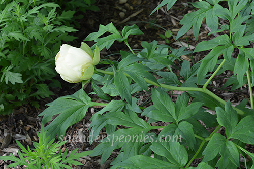 Golden Hind bud