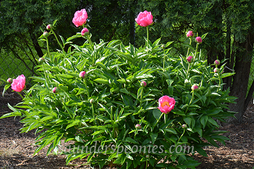 Roselette plant