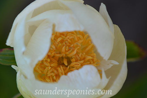 817-Camellia