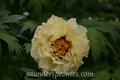 japanese tree peony kinshi