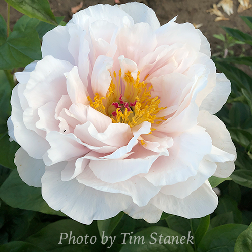 Blushing Princess (TS)