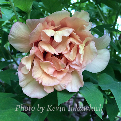 Damask (Inkawhich)