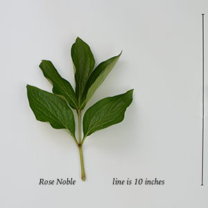 239-Rose Noble