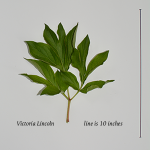 319-Victoria Lincoln