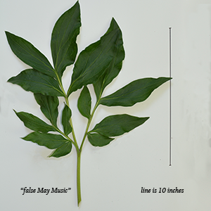 705-false May Music